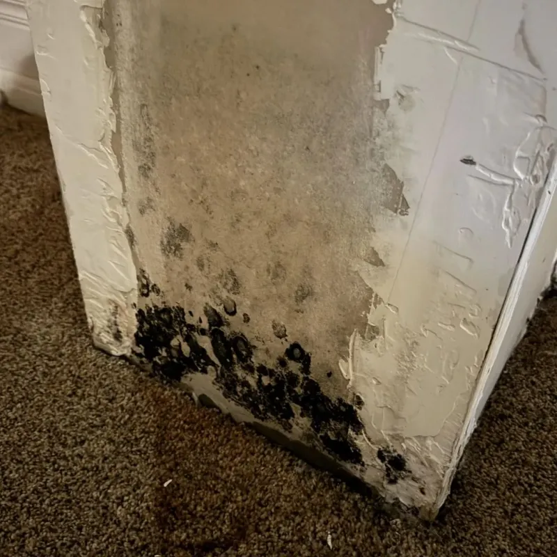 Professional Mold Removal in Belton, SC